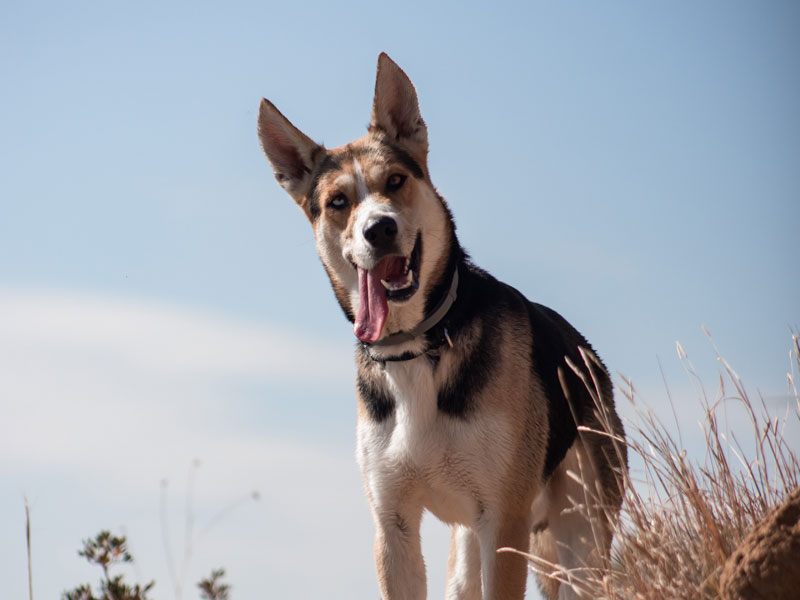 ASEA Redox: A Game-Changer for Canine Mobility